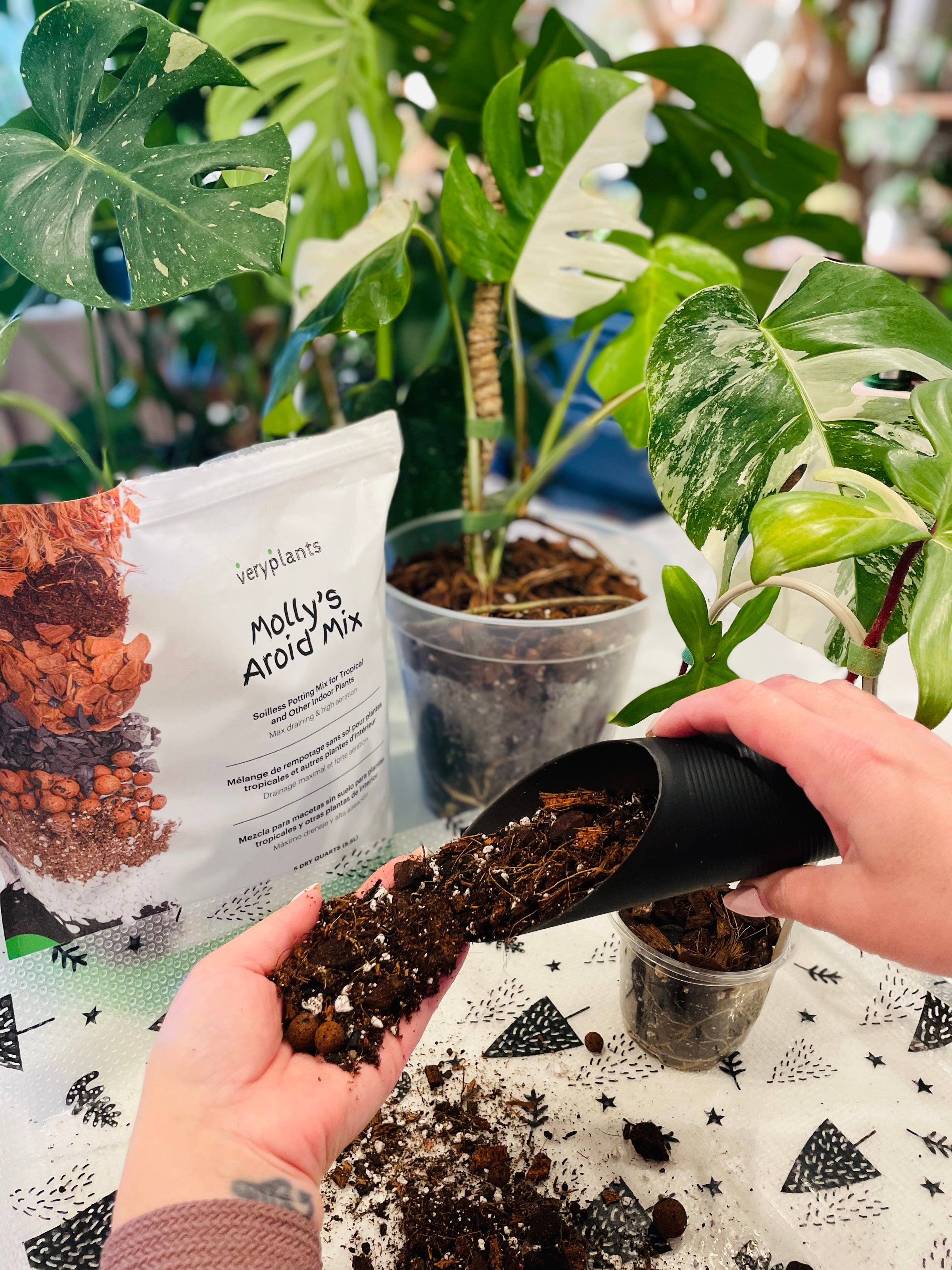 Molly's Aroid Mix - Premium Tropical Plant Soilless Potting: 5 Dry Quarts /  5.5L | Sparrow Design on 13th